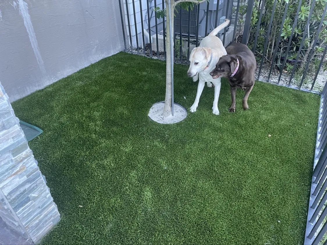 Dogs on a fenced pet turf area