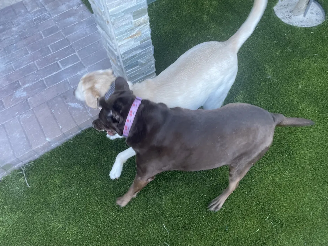 Two dogs playing on pet turf