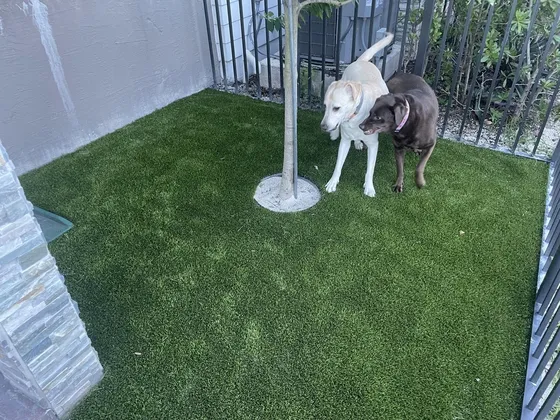 Two dogs standing on a finished pet-turf yard