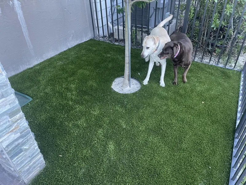 Finished: dogs on pet turf in South Florida, photo 3 of 3